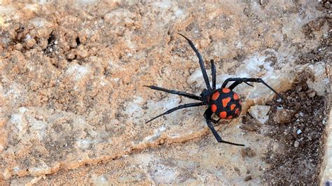 Vedova nera mediterranea (Malmignatta)