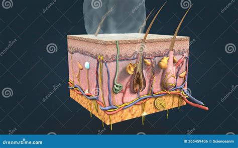Illustrazione di un'eruzione cutanea acneiforme