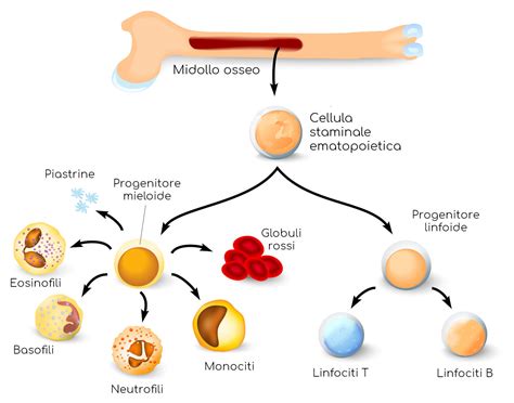 Diagramma che illustra la riduzione delle cellule ematiche nel midollo osseo durante la chemioterapia