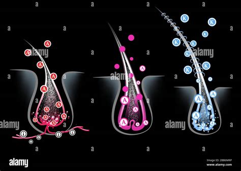 Illustrazione schematica dei follicoli piliferi in diverse fasi di crescita e caduta