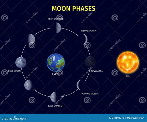 Illustrazione delle fasi lunari