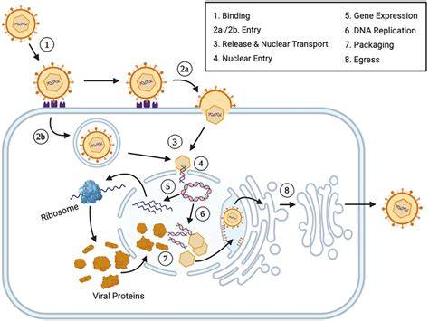 Diagram illustrating the lifecycle of the Herpes Simplex Virus within nerve cells