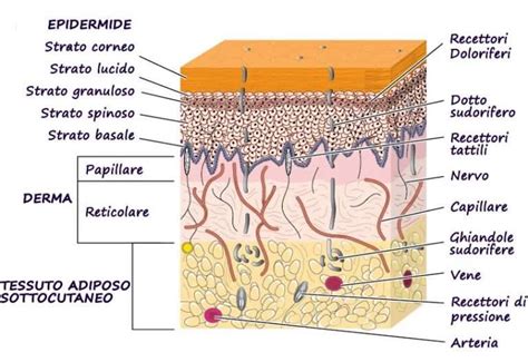 Diagramma che illustra la pelle umana e i suoi strati