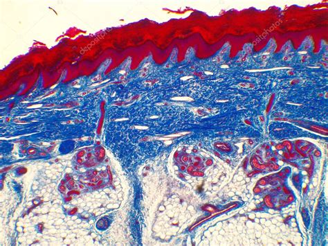 Immagine microscopica di cellule della pelle