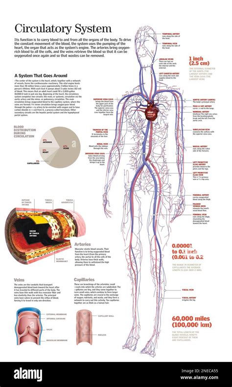 Infografica che mostra il sistema circolatorio e gli organi interni