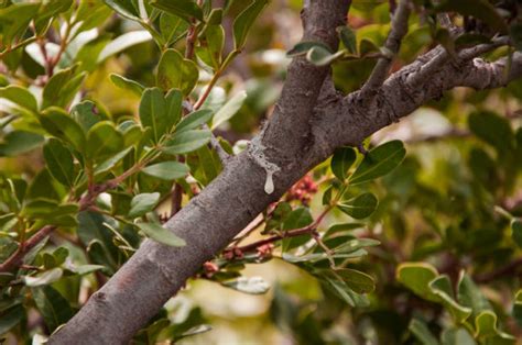 Drupe di lentisco su un ramo