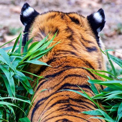Tigre con orecchie in evidenza
