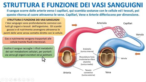 Diagramma che illustra la struttura di un angiocheratoma, mostrando vasi sanguigni dilatati e strato ipercheratosico
