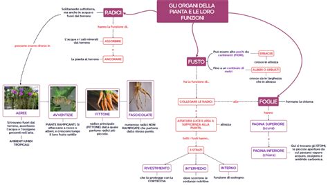 Schema degli ingredienti attivi e delle loro funzioni