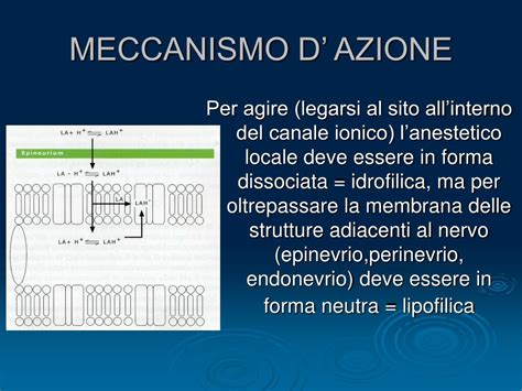 Meccanismo d'azione delle micelle