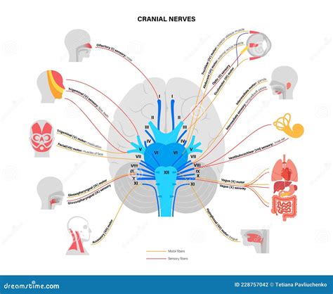 diagramma dei nervi sensoriali