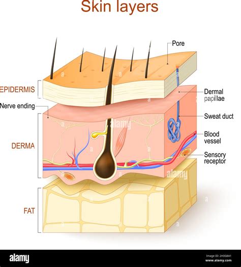 Diagramma della struttura della pelle con evidenziati i pori e le ghiandole sebacee