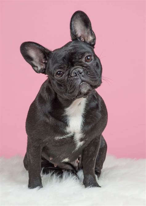 Cane Bouledogue Francese con pelle arrossata e irritata tra le pieghe del muso