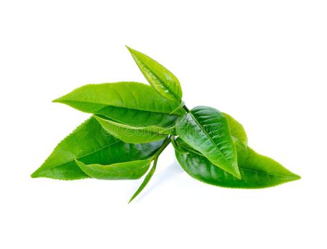 Immagine di foglie di tè verde