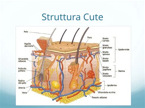 Struttura della pelle umana con evidenziazione degli annessi cutanei