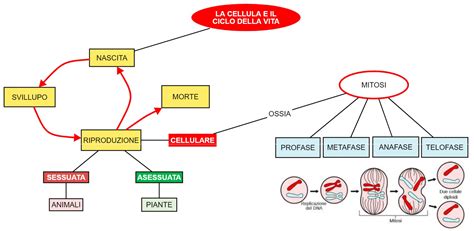 Schema del ciclo di vita delle cellule cutanee e l'effetto del retinolo