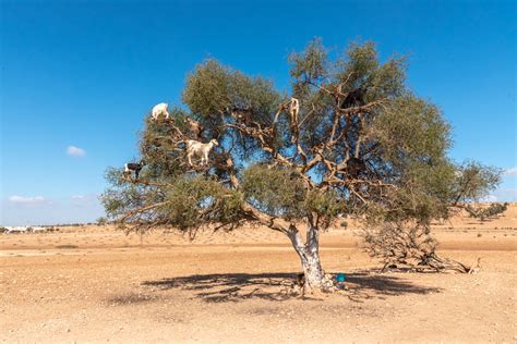Albero di Argan in un paesaggio desertico