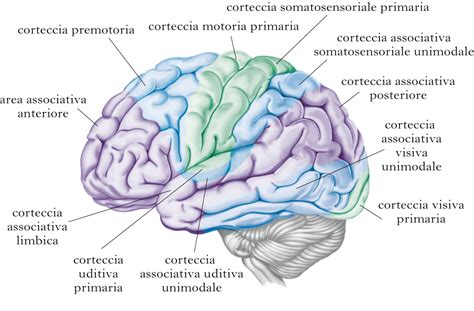 Schema che illustra le diverse aree della pelle e le patologie comuni