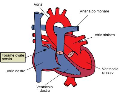 Diagramma del cuore fetale con il forame ovale