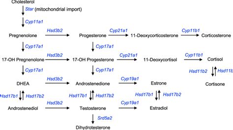 Diagramma del ciclo di sintesi degli ormoni steroidei a partire dal colesterolo, evidenziando il ruolo del pregnenolone