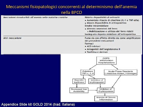 Diagramma dei meccanismi fisiopatologici dell'anemia da malattia cronica