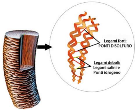 Schema chimico della reazione tra DHA e cheratina
