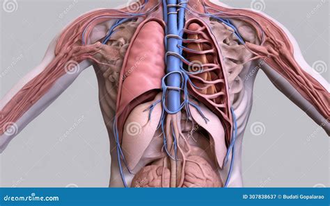Illustrazione anatomica del solco sottomammaria