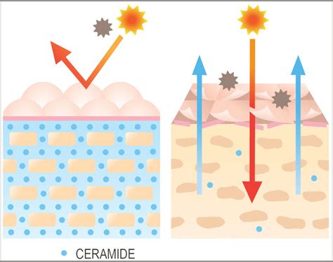 Schema della barriera cutanea con ceramidi