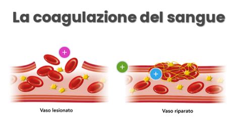 Immagine microscopica di un vaso sanguigno trattato con laser verde, mostrando la coagulazione del sangue.
