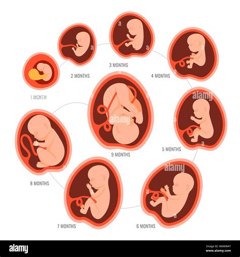 Immagine stilizzata di un feto e di un neonato