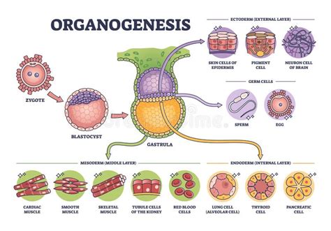Illustrazione delle fasi dell'impetigine, dalla papula alla crosta