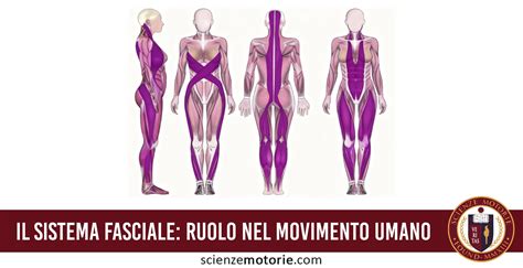 Diagramma del sistema fasciale nel corpo umano