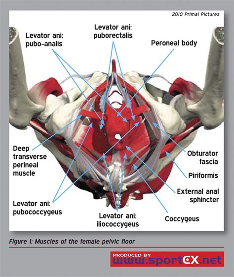 Anatomia del perineo femminile
