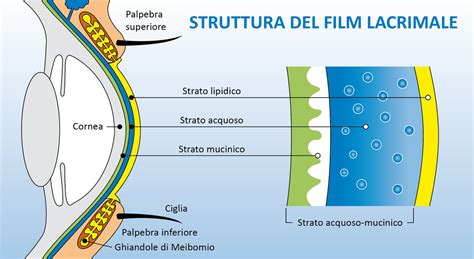 Diagramma che illustra la struttura del film lacrimale e l'azione degli Omega 7