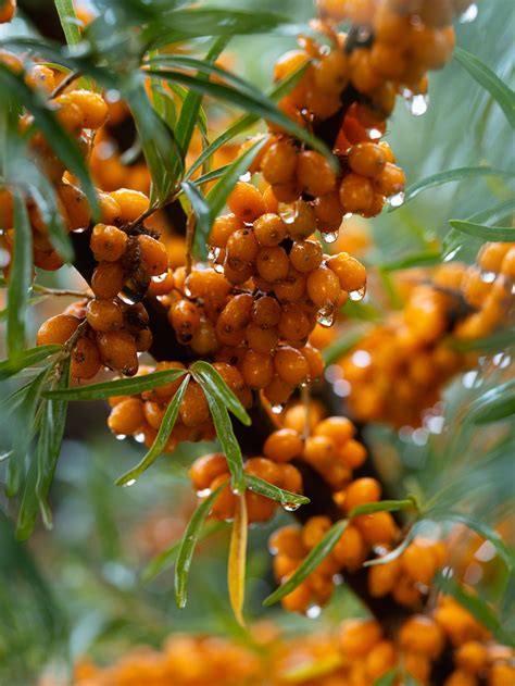 Cosmetici a base di olivello spinoso: creme, oli e sieri