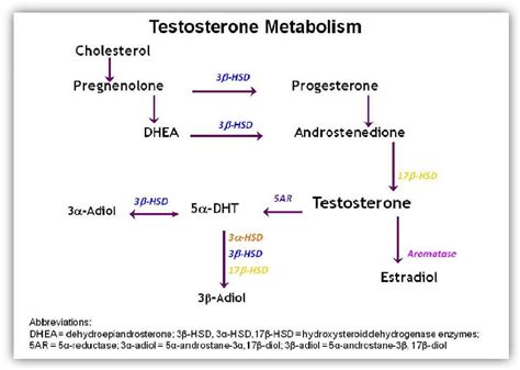Diagramma che illustra la conversione del testosterone in DHT e il suo impatto sul follicolo pilifero.