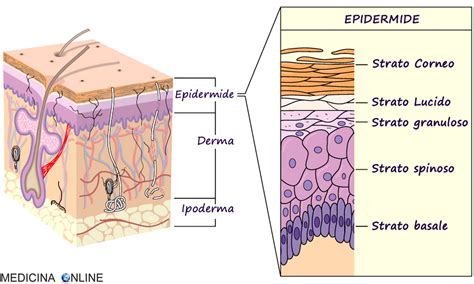 Diagramma che illustra le diverse componenti della pelle (epidermide, derma, ipoderma) e i cambiamenti dovuti all'invecchiamento