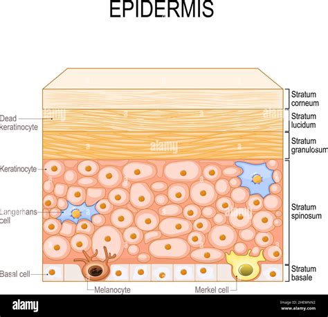 cellule morte epidermiche