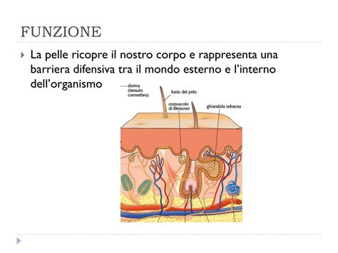schema di rinnovamento cellulare pelle