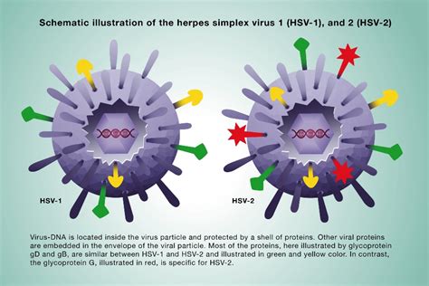 Schema che illustra la differenza tra HSV-1 e HSV-2
