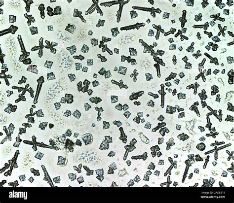 Una micrografia di cristalli di acido salicilico