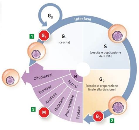 Schema che illustra il ciclo di rinnovamento cellulare della pelle