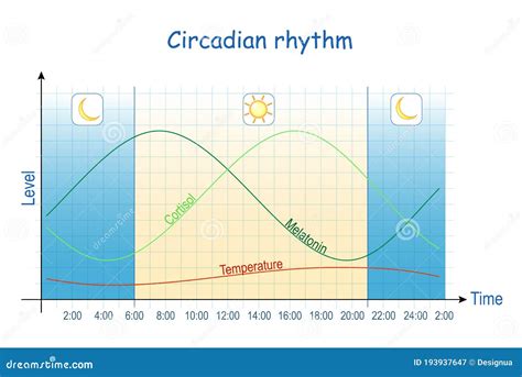 diagramma del ritmo circadiano e della pelle
