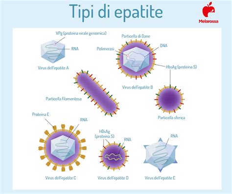 Diagramma che illustra i diversi tipi di epatite virale e le loro vie di trasmissione
