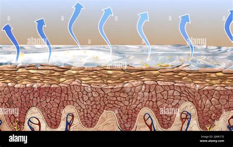 Cellule della pelle con idratazione