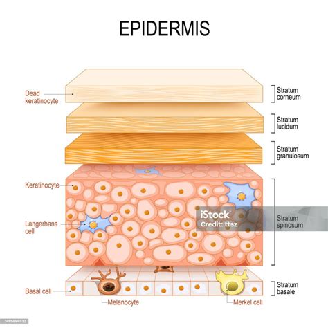 Schema che illustra la struttura a strati di una maschera peel-off sulla pelle