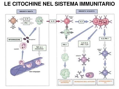 Diagramma delle citochine nel sistema immunitario