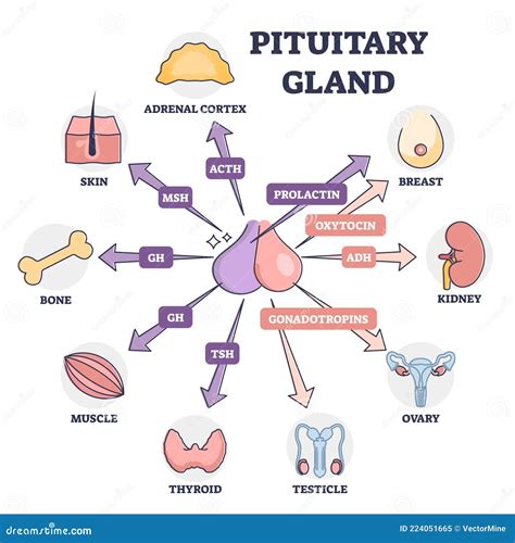 Diagramma che illustra l'influenza degli ormoni sulla ghiandola sebacea
