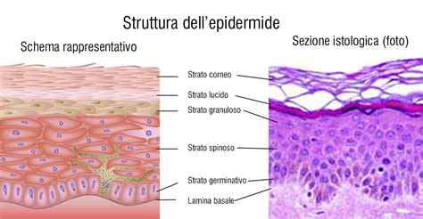 Diagramma degli strati dell'epidermide e azione dell'acido ialuronico