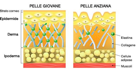 Invecchiamento della pelle e fattori che influenzano la comparsa delle rughe